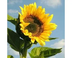 Subella CL / Зубелла КЛ