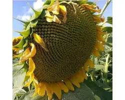 Одесский 149 / Одеський 149