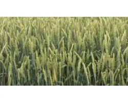 Zvezdana / Звездана