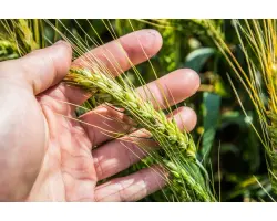 Здоба київська