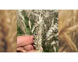 NATULA / НАТУЛА