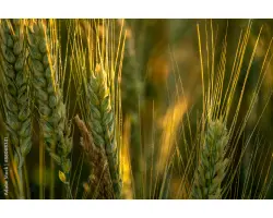 SOESKI / СОЕСКІ