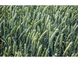 Лебідка одеська