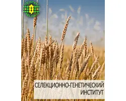 Одесская 265 / Одеська 265