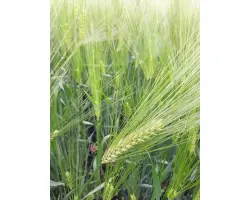 Isocel / Ізоцель