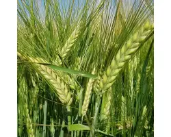 Evgenia / Євгенія