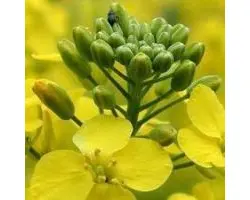 KWS VAMOS / КВС ВАМОС