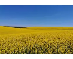 NIZZA CL / НІЗЗА КЛ