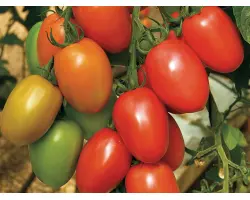 Granadero / Гранадеро