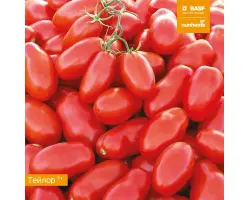 TAYLOR / ТЕЙЛОР