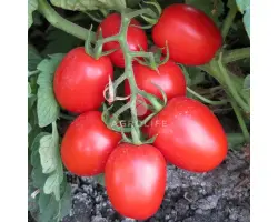 Shkiper F1 / Шкіпер F1