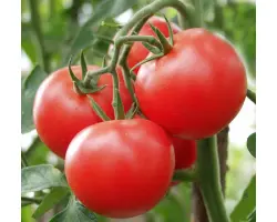 Syta F1 / Сіта F1