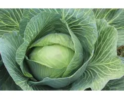 Дитмаршер фрюер