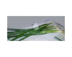 Long White Koshigaya / Лонг Уайт Кошигая