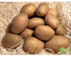 Partner / Партнер