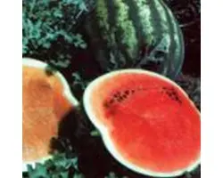 Troya F1 / Троя F1