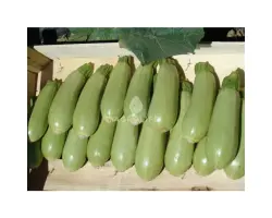 Asma F1 / Асма F1