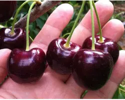 Крупноплодная / Крупноплідна