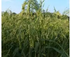 Киевское 87 / Київське 87