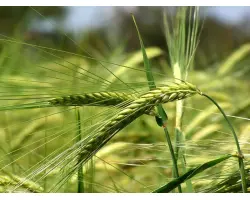 Гусар харківський