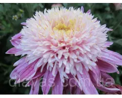 Принцеса Діана