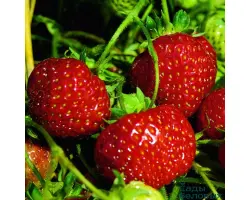 Senga Sengana / Зенга Зенгана