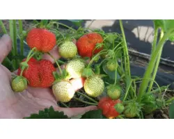 Фестивальная ромашка / Фестивальна ромашка