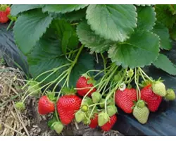 Flamenco / Фламенко