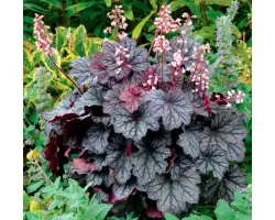 Оксамитовий Шик