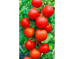 ЧЕЛЯБИНСКИЙ ЗАСОЛ