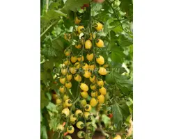 ЛУННЫЙ ФОНТАН