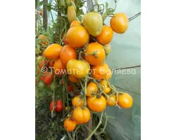 МЕДОВОЕ СЕРДЦЕ