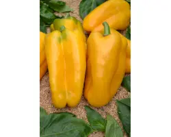 КАКАДУ ЖЕЛТЫЙ