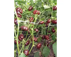 ШОКОЛАДНЫЙ ХОРОВОД