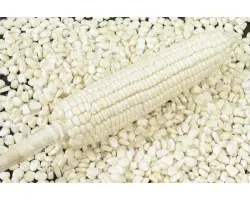 МЕСТНАЯ БЕЛАЯ КРЕМНИСТАЯ