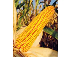 КРАСНОДАРСКИЙ 294 АМВ