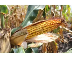 ЛАДОЖСКИЙ 221 АМВ