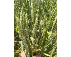 БЫЛИНА ДОНА