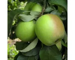 ПАМЯТЬ ПОКРОВСКОЙ А.С.