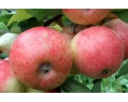 МАЯК ЗАГОРЬЯ