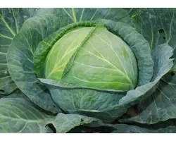 ГАЛЬВАТРОН