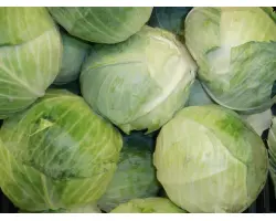 ОТЕЧЕСТВЕННАЯ 2