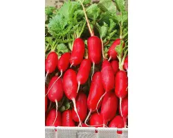 ВЕСЕННЕЕ ЧУДО