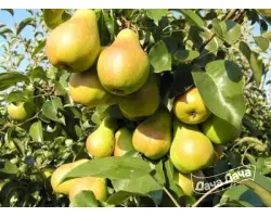 АМУРСКАЯ РАННЯЯ