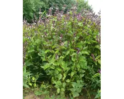 ЖЕМЧУЖИНА ПОДМОСКОВЬЯ