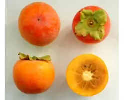 ЮЖНАЯ КРАСАВИЦА