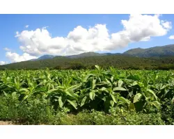 ОСТРОЛИСТ 215