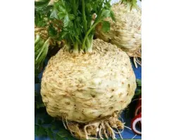 Monarh / Монарх