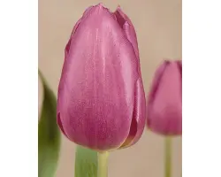 Blue Beauty / Блу Бюти