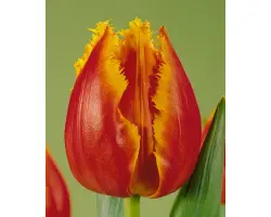 Canary / Канари